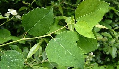 Aspen lėtiniam prostatitui gydyti