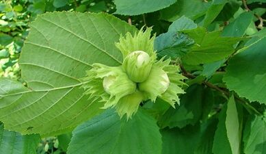 HAZEL lėtiniam prostatitui gydyti