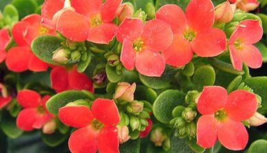 Kalanchoe lėtinio prostatito gydymui