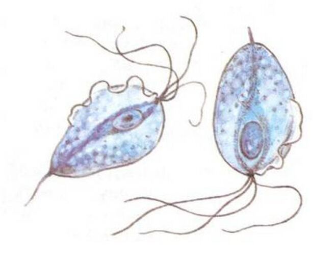 Trichomonas - prostatito sukėlėjai